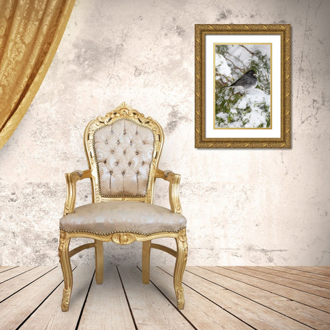 Dark-eyed Junco-Junco hyemalis-feeding in Red Cedar in winter-Marion County-Illinois Gold Ornate Wood Framed Art Print with Double Matting by Day, Richard and Susan
