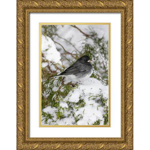 Dark-eyed Junco-Junco hyemalis-feeding in Red Cedar in winter-Marion County-Illinois Gold Ornate Wood Framed Art Print with Double Matting by Day, Richard and Susan