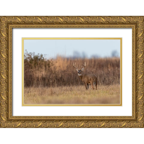 White-tailed Deer-Odocoileus virginianus-buck-Marion County-Illinois Gold Ornate Wood Framed Art Print with Double Matting by Day, Richard and Susan