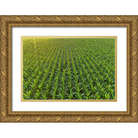 Aerial view of corn field-Marion County-Illinois Gold Ornate Wood Framed Art Print with Double Matting by Day, Richard and Susan