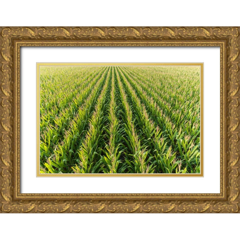 Aerial view of corn field-Marion County-Illinois Gold Ornate Wood Framed Art Print with Double Matting by Day, Richard and Susan