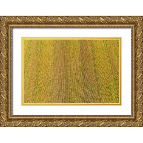 Aerial view of corn field near harvest time-Marion County-Illinois Gold Ornate Wood Framed Art Print with Double Matting by Day, Richard and Susan