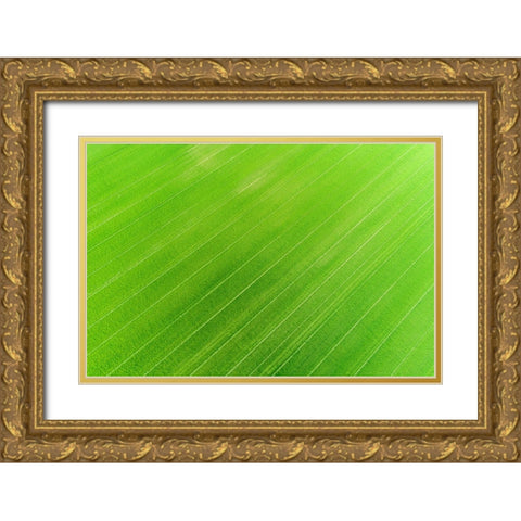 Aerial view of wheat field-Marion County-Illinois Gold Ornate Wood Framed Art Print with Double Matting by Day, Richard and Susan