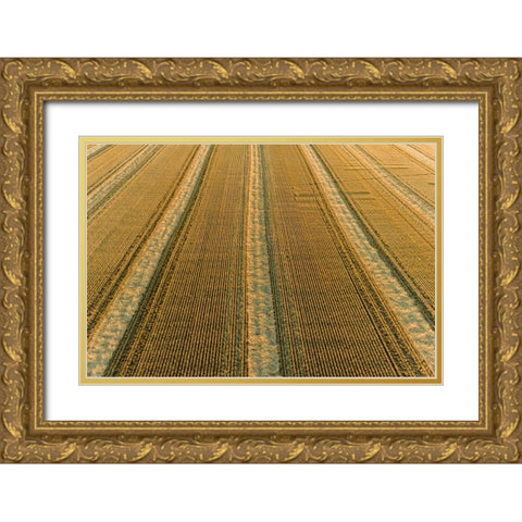 Aerial view of rows of wheat straw before baling-Marion County-Illinois Gold Ornate Wood Framed Art Print with Double Matting by Day, Richard and Susan