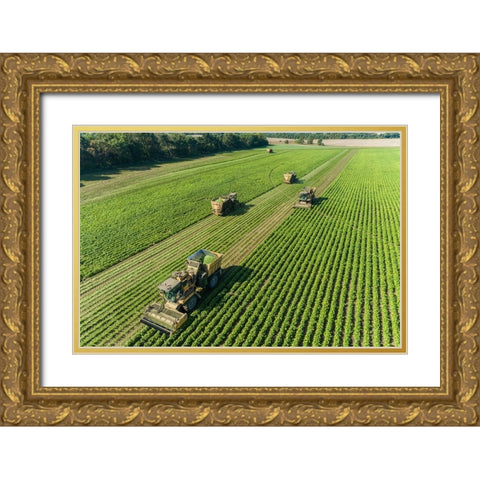 Picking green beans during the green bean harvest-Mason County-Illinois Gold Ornate Wood Framed Art Print with Double Matting by Day, Richard and Susan