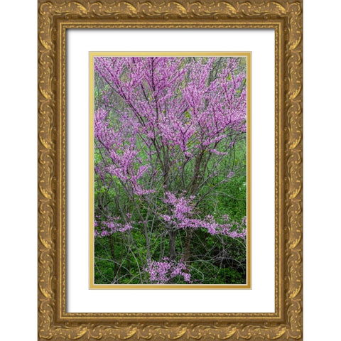 Redbud trees blooms in spring-Marion County-Illinois Gold Ornate Wood Framed Art Print with Double Matting by Day, Richard and Susan
