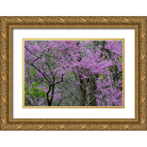 Redbud trees blooms in spring-Marion County-Illinois Gold Ornate Wood Framed Art Print with Double Matting by Day, Richard and Susan