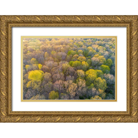 Newly emerging leaves on trees in the spring-Marion County-Illinois Gold Ornate Wood Framed Art Print with Double Matting by Day, Richard and Susan