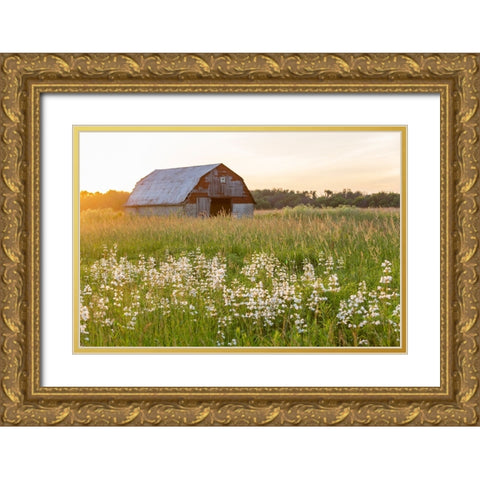 Old barn and field of penstemon at sunset Prairie Ridge State Natural Area-Marion County-Illinois Gold Ornate Wood Framed Art Print with Double Matting by Day, Richard and Susan