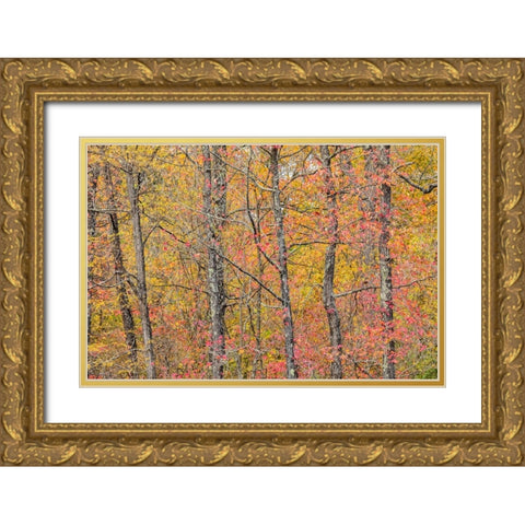 Fall color at Pyramid State Park-Perry County-Illinois Gold Ornate Wood Framed Art Print with Double Matting by Day, Richard and Susan