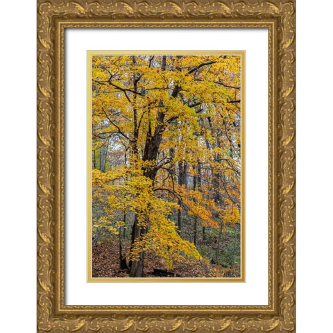 Fall color at Stephen A-Forbes State Park-Marion County-Illinois Gold Ornate Wood Framed Art Print with Double Matting by Day, Richard and Susan