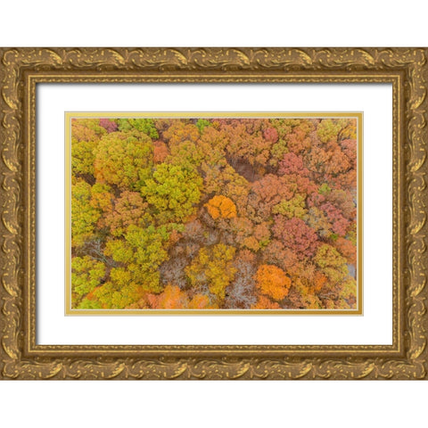 Aerial view of fall color-Marion County-Illinois Gold Ornate Wood Framed Art Print with Double Matting by Day, Richard and Susan