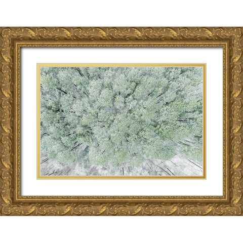 Aerial view of woods and white pine trees after a snowfall-Marion County-Illinois Gold Ornate Wood Framed Art Print with Double Matting by Day, Richard and Susan