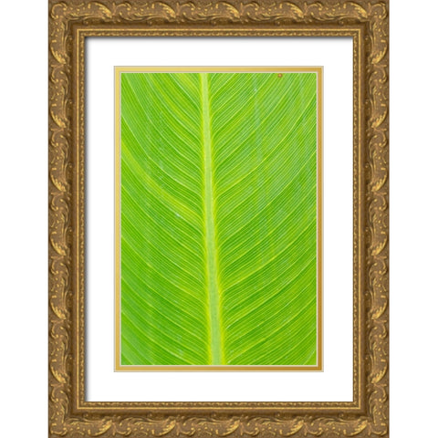 Canna leaf-Marion County-Illinois Gold Ornate Wood Framed Art Print with Double Matting by Day, Richard and Susan