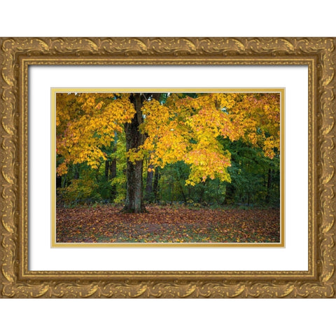 Autumn Yellow Foliage of Sugar Maple in Clifty Creek Park-Southern Indiana Gold Ornate Wood Framed Art Print with Double Matting by Miller, Anna