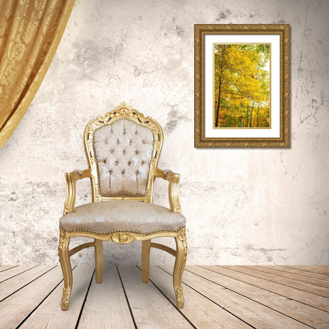 Backlit Autumn Yellow Foliage in Clifty Creek Park-Southern Indiana Gold Ornate Wood Framed Art Print with Double Matting by Miller, Anna