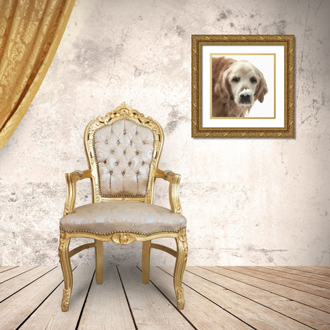 Indiana, Carmel Golden retriever in snow Gold Ornate Wood Framed Art Print with Double Matting by Kaveney, Wendy