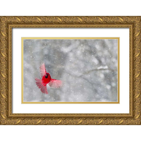 Indiana, Indianapolis Cardinal  in flight Gold Ornate Wood Framed Art Print with Double Matting by Kaveney, Wendy