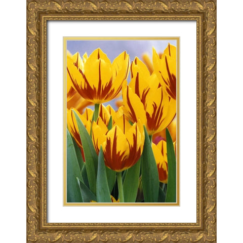 Indiana, Indianapolis Tulips at Garfield Park Gold Ornate Wood Framed Art Print with Double Matting by Kaveney, Wendy