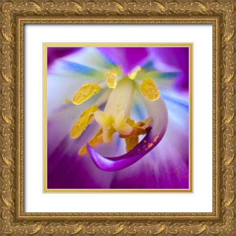 Indiana, Carmel Tulip stamen, pestle, and pollen Gold Ornate Wood Framed Art Print with Double Matting by Kelley, David