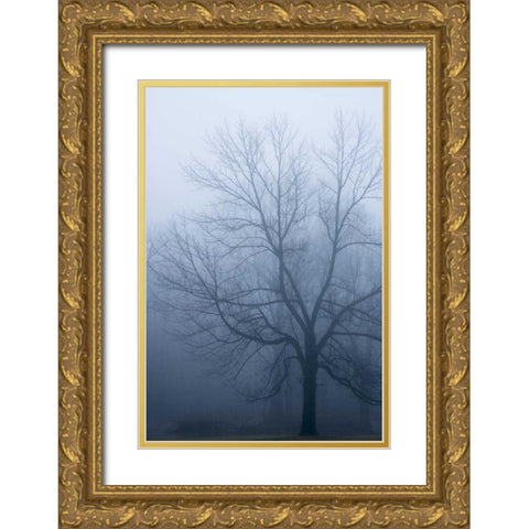 USA, Indiana Skeleton tree in fog Gold Ornate Wood Framed Art Print with Double Matting by Kaveney, Wendy