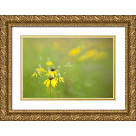 Indianapolis Wild grey-headed coneflowers Gold Ornate Wood Framed Art Print with Double Matting by Kaveney, Wendy