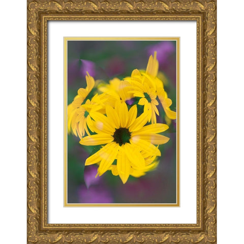 Coreopsis Flower-Louisville-Kentucky Gold Ornate Wood Framed Art Print with Double Matting by Jones, Adam