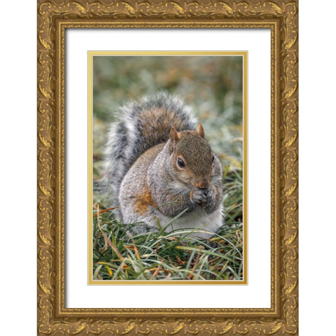 Eastern gray squirrel-Kentucky Gold Ornate Wood Framed Art Print with Double Matting by Jones, Adam