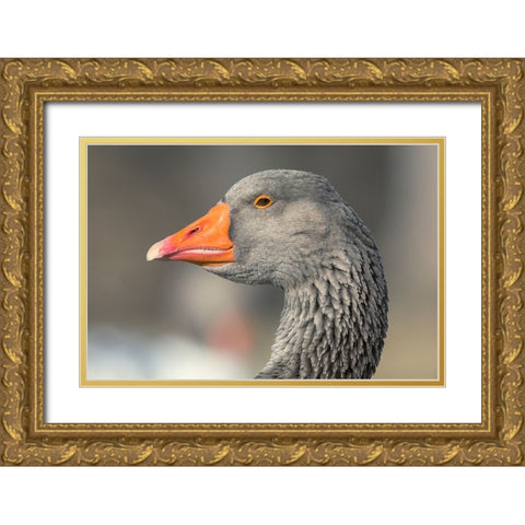 French Toulouse Goose-Kentucky Gold Ornate Wood Framed Art Print with Double Matting by Jones, Adam