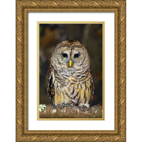 Barred owl-Kentucky Gold Ornate Wood Framed Art Print with Double Matting by Jones, Adam
