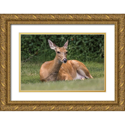 White-tailed deer lying down resting-Kentucky Gold Ornate Wood Framed Art Print with Double Matting by Jones, Adam