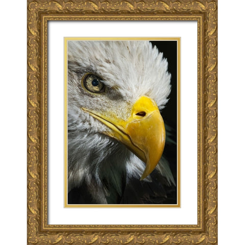 Close-up portrait of Bald eagle-Kentucky Gold Ornate Wood Framed Art Print with Double Matting by Jones, Adam