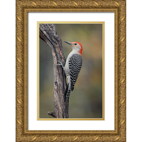 Male Red-bellied woodpecker in autumn-Kentucky Gold Ornate Wood Framed Art Print with Double Matting by Jones, Adam