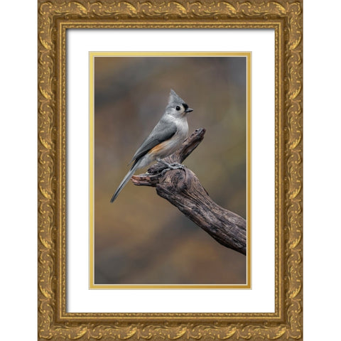 Tufted titmouse-Kentucky Gold Ornate Wood Framed Art Print with Double Matting by Jones, Adam