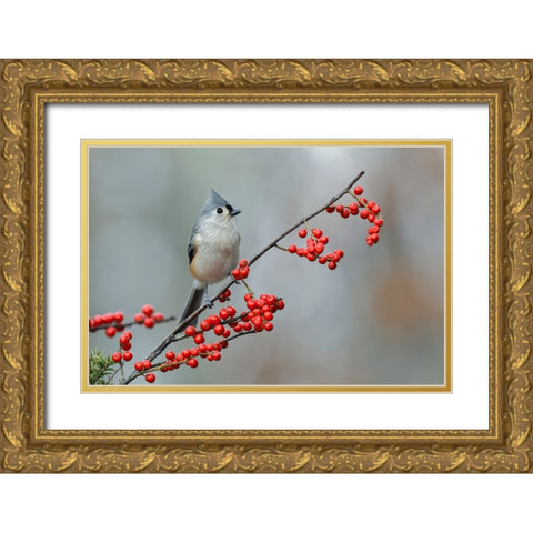 Tufted titmouse and red berries-Kentucky Gold Ornate Wood Framed Art Print with Double Matting by Jones, Adam