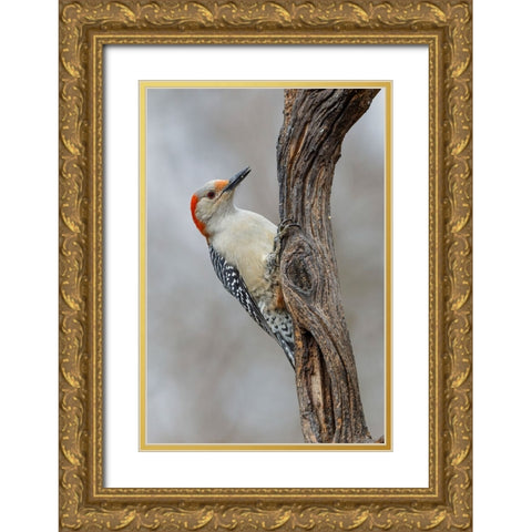 Female Red-bellied woodpecker and red berries-Kentucky Gold Ornate Wood Framed Art Print with Double Matting by Jones, Adam