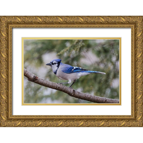 Blue jay in winter-Kentucky Gold Ornate Wood Framed Art Print with Double Matting by Jones, Adam