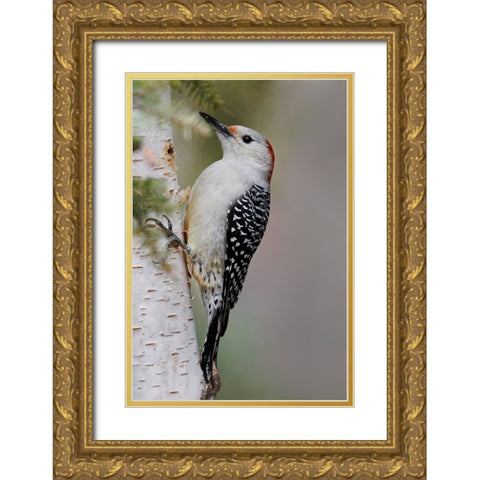 Female Red-bellied woodpecker-Melanerpes carolinus and red berries-Kentucky Gold Ornate Wood Framed Art Print with Double Matting by Jones, Adam