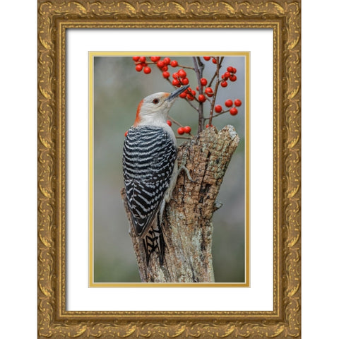Female Red-bellied woodpecker and red berries-Kentucky Gold Ornate Wood Framed Art Print with Double Matting by Jones, Adam