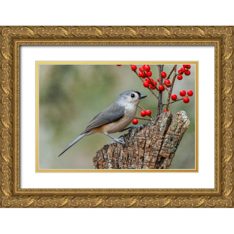 Tufted titmouse and red berries-Kentucky Gold Ornate Wood Framed Art Print with Double Matting by Jones, Adam