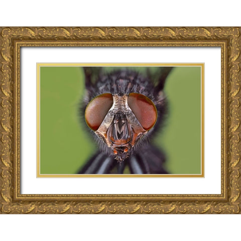 Extreme close-up of house fly head and face-Kentucky Gold Ornate Wood Framed Art Print with Double Matting by Jones, Adam