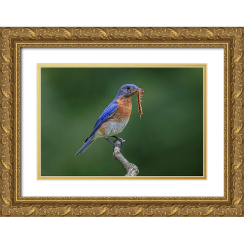 Male Eastern bluebird with centipede-Kentucky Gold Ornate Wood Framed Art Print with Double Matting by Jones, Adam