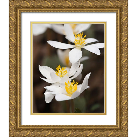 Bloodroot flowers The Parklands-Louisville-Kentucky Gold Ornate Wood Framed Art Print with Double Matting by Jones, Adam