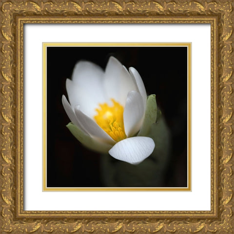 Bloodroot flower The Parklands-Louisville-Kentucky Gold Ornate Wood Framed Art Print with Double Matting by Jones, Adam