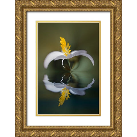 Bloodroot flower and reflection The Parklands-Louisville-Kentucky Gold Ornate Wood Framed Art Print with Double Matting by Jones, Adam