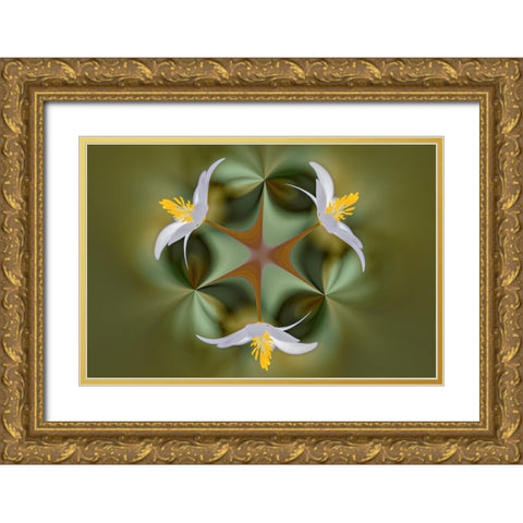 Bloodroot flower The Parklands-Louisville-Kentucky Gold Ornate Wood Framed Art Print with Double Matting by Jones, Adam