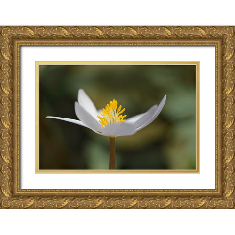 Bloodroot flower The Parklands-Louisville-Kentucky Gold Ornate Wood Framed Art Print with Double Matting by Jones, Adam