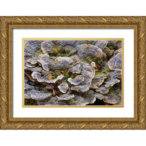 Turkey tail bracket fungi The Parklands-Louisville-Kentucky Gold Ornate Wood Framed Art Print with Double Matting by Jones, Adam