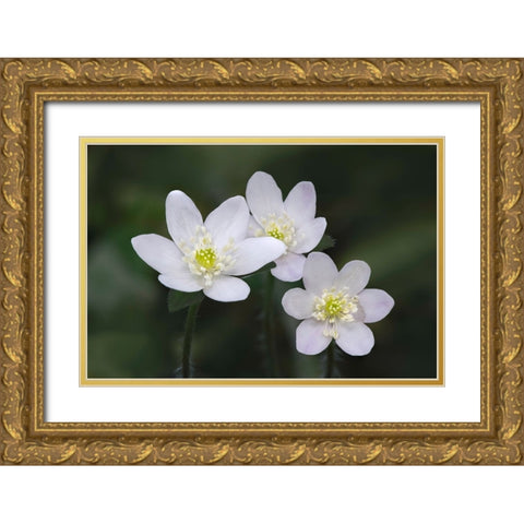 Trio of wood anemone flowers-The Parklands-Louisville-Kentucky Gold Ornate Wood Framed Art Print with Double Matting by Jones, Adam
