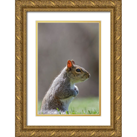 Eastern gray squirrel-Kentucky Gold Ornate Wood Framed Art Print with Double Matting by Jones, Adam